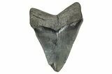 Serrated, Fossil Megalodon Tooth - South Carolina #341442-1